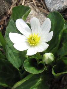 Caltha leptoseptala